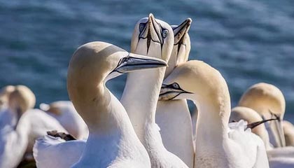 开云体育在线-利物浦绝杀葡萄牙，德布劳内逆转建功西甲——跨域传奇背后的训练之光