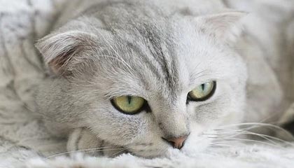 开云体育中国-西雅图海湾者队长激励全队，挑战强敌士气高昂