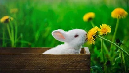 开云APP-英超锋刃出鞘！葡萄牙绝境逢生，C罗任意球绝杀书写关键一胜！